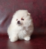 Photo №1. pomeranian - for sale in the city of Yekaterinburg | negotiated | Announcement № 9319