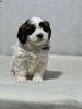 Photo №2 to announcement № 44774 for the sale of shih tzu - buy in Germany 