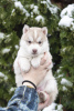 Photo №3. Available for sale beautiful fawn/white boy Siberian Husky!. Ukraine