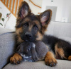 Photo №1. german shepherd - for sale in the city of Berlin | negotiated | Announcement № 104799