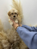 Photo №4. I will sell poodle (toy) in the city of Belgrade.  - price - negotiated