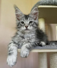 Photo №2 to announcement № 100384 for the sale of maine coon - buy in Germany 