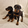 Photo №1. dobermann - for sale in the city of Gelsenkirchen | Is free | Announcement № 125185