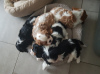Photo №3. adorable cavalier king charles chiost available. France