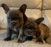 Photo №1. french bulldog - for sale in the city of Kiev | 450$ | Announcement № 18136