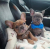 Additional photos: French bulldog