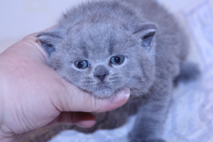 Photo №4. I will sell british shorthair in the city of Yaroslavl. from nursery, breeder - price - 398$