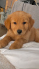 Photo №4. I will sell labrador retriever in the city of Munich. breeder - price - negotiated