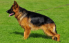 Photo №1. german shepherd - for sale in the city of Śrem | 1057$ | Announcement № 40221