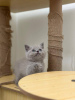 Photo №4. I will sell british shorthair in the city of Essen. private announcement, breeder - price - 317$