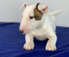 Photo №1. bull terrier - for sale in the city of Kishinev | negotiated | Announcement № 124380