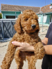 Photo №2 to announcement № 117237 for the sale of poodle (toy) - buy in Serbia breeder