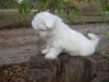 Photo №2 to announcement № 107491 for the sale of maltese dog - buy in Germany private announcement