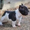 Photo №1. french bulldog - for sale in the city of Hartford | 500$ | Announcement № 109924