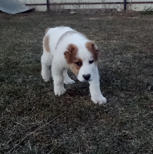Additional photos: Central Asian Shepherd Puppy / male