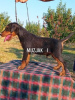 Photo №4. I will sell jagdterrier in the city of Deliblato. breeder - price - negotiated