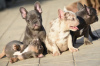 Additional photos: FRENCH BULLDOG - exotic colors