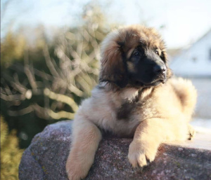Photo №4. I will sell leonberger in the city of Grodno. from nursery - price - 1000$