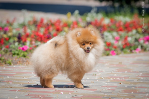 Photo №1. pomeranian - for sale in the city of Kremenchug | 700$ | Announcement № 2163