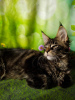 Photo №2 to announcement № 18365 for the sale of maine coon - buy in Russian Federation from nursery