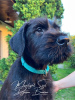 Photo №4. I will sell giant schnauzer in the city of Minsk. from nursery - price - negotiated