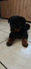 Photo №1. rottweiler - for sale in the city of Gostynin | Is free | Announcement № 126692