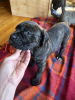 Photo №2 to announcement № 87920 for the sale of cane corso - buy in Netherlands private announcement