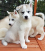 Photo №3. Healthy male and female Siberian Husky puppies with home training. Netherlands