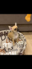 Photo №1. chihuahua - for sale in the city of Paris | negotiated | Announcement № 36778