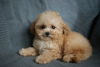 Photo №2 to announcement № 98427 for the sale of maltipu - buy in Germany private announcement, breeder