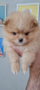 Photo №1. pomeranian - for sale in the city of Иерусалим | Is free | Announcement № 10551