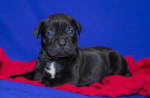 Photo №1. cane corso - for sale in the city of St. Petersburg | Negotiated | Announcement № 1562