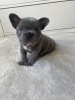 Photo №1. french bulldog - for sale in the city of Wrocław | negotiated | Announcement № 47079