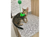 Photo №1. bengal cat - for sale in the city of Антверпен | 190$ | Announcement № 123523