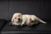 Photo №4. I will sell labrador retriever in the city of Minsk. from nursery - price - negotiated