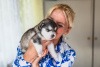 Additional photos: Alaskan Malamute puppies