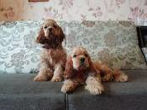 Photo №3. Two beautiful girls are waiting for you, there is an excellent pedigree from. Belarus