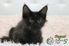 Photo №2 to announcement № 15231 for the sale of maine coon - buy in Russian Federation private announcement, from nursery, breeder