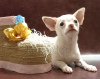 Photo №2 to announcement № 9317 for the sale of chihuahua - buy in Russian Federation breeder