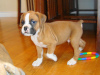 Photo №1. boxer - for sale in the city of Vienna | 317$ | Announcement № 75983