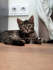 Additional photos: Domestic kittens