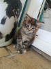 Additional photos: Healthy Maine Coon kittens for sale with delivery services