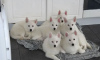 Photo №4. I will sell non-pedigree dogs in the city of Kiev.  - price - 380$
