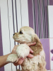 Photo №4. I will sell american cocker spaniel in the city of Novosibirsk. private announcement - price - negotiated