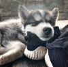 Photo №4. I will sell siberian husky in the city of Jūrmala. private announcement - price - 364$