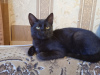 Additional photos: Black cat kitten Felicia as a gift to kind hearts!