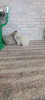 Additional photos: pomeranian