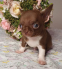 Photo №1. chihuahua - for sale in the city of Москва | 869$ | Announcement № 10381