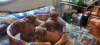 Additional photos: Cavapoo pappy f1 generation