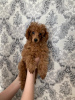 Photo №1. poodle (toy) - for sale in the city of Krasnoyarsk | 2017$ | Announcement № 10194